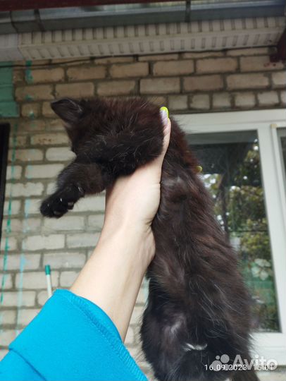 Кошка в дар бесплатно