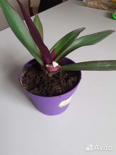 Комнатные растения традесканция Рео
