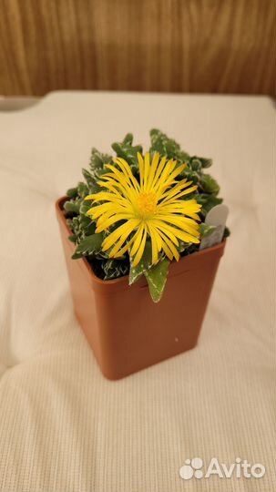 Суккуленты