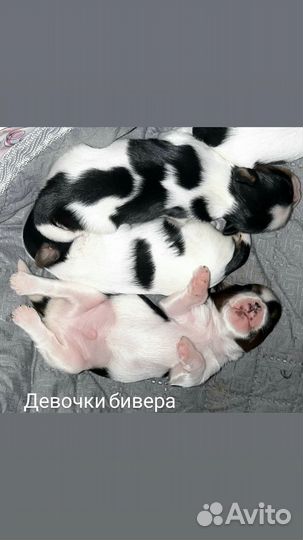 Щенки бивер йорка девочки