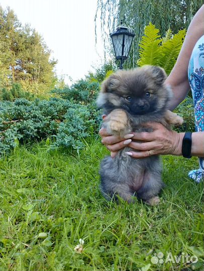Девочка 3 месяца