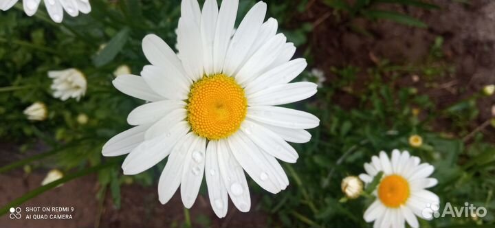 Ромашка садовая