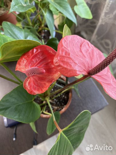 Антуриум Казанова