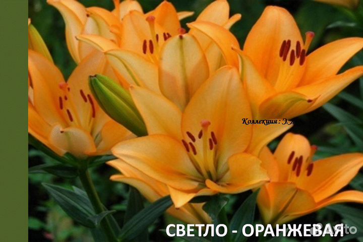 Лилии Сортовые. Доставка Пересылка Почтой