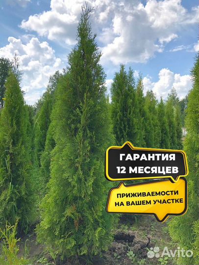 Туи из питомника