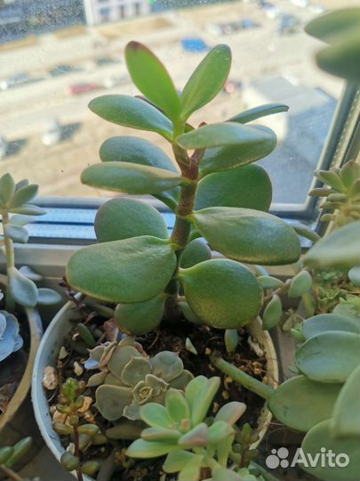 Пахиверии, Каланхоэ, Эхиверии, Граптоседум