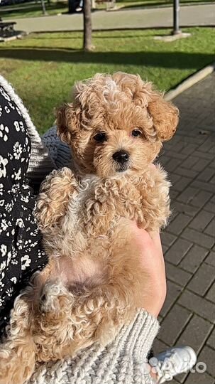 Мальтипу большой выбор