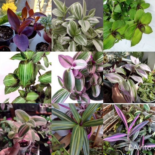 Традесканции Сортовые 90 сортов