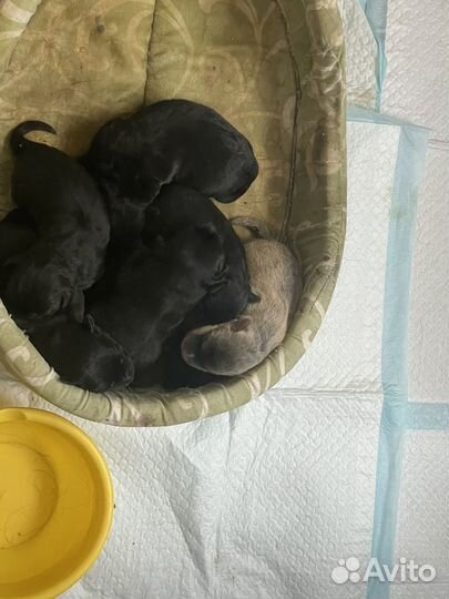 Щенки лабрадора