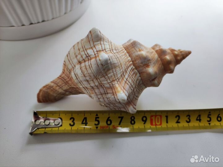 Морская ракушка