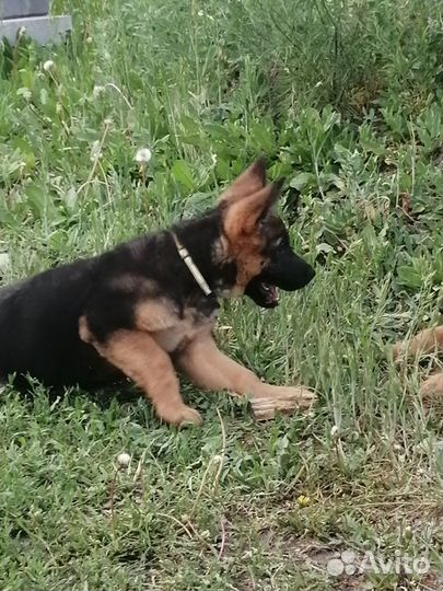 Собака немецкая овчарка