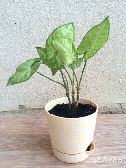 Сингониум, сциндапсус