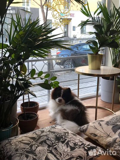 Немецкий шпиц (кобель) вязка