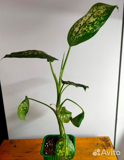 Диффенбахия