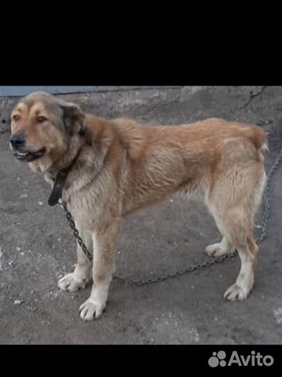 Ищем дом собачке