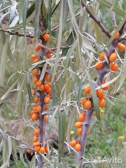 Облепиха саженцы