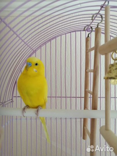 Попугай волнистик