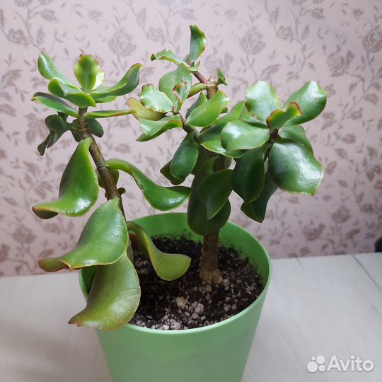 Толстянка волнистолистная, Денежное дерево