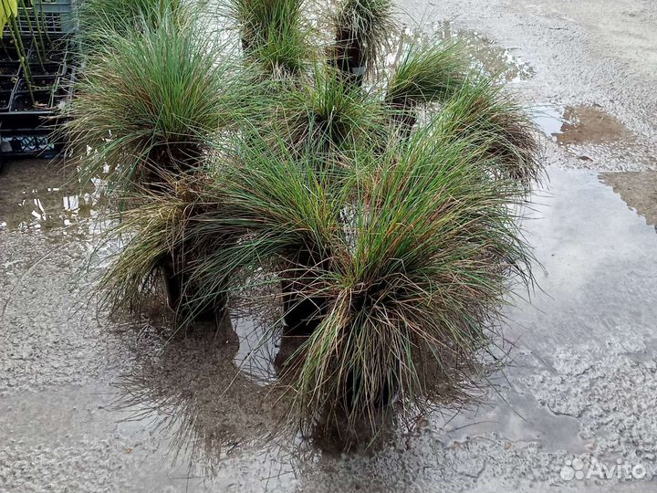 Овсяница. Разные сорта. (Рассада)