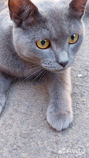 Русская голубая кошка