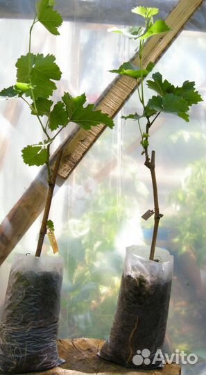 Саженцы неукрывного винограда