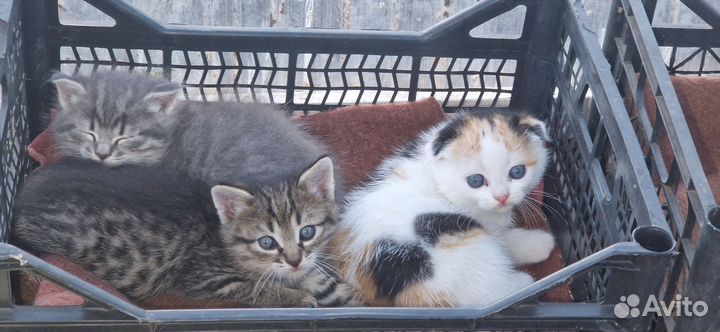 Котята в добрые руки 1 месяц