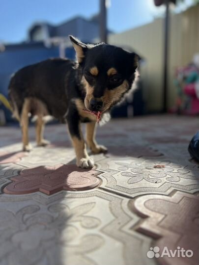 Карликовый пинчер