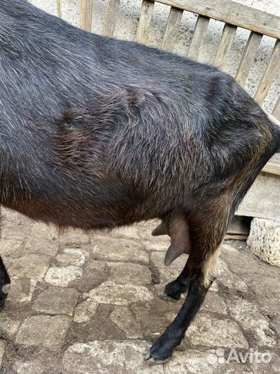 Коза дойная молочная