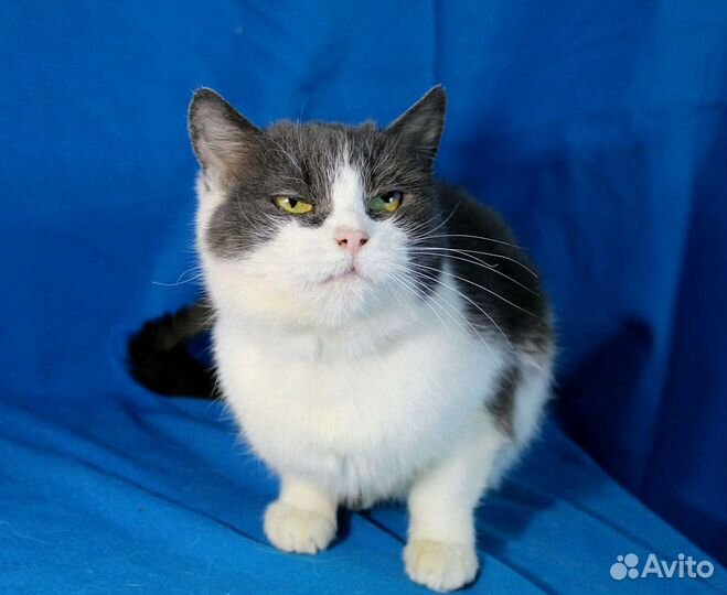 Кошка Соня ищет дом