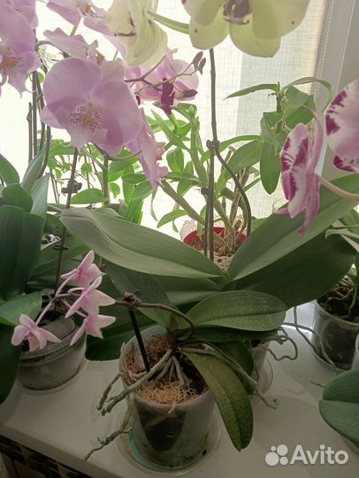 Орхидеи фаленопсис