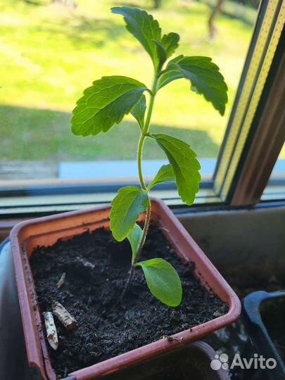 Липия сахарозаменитель