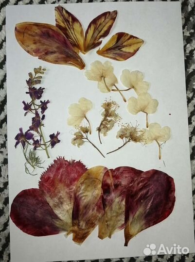 Гербарий, сухоцветы (плоские)