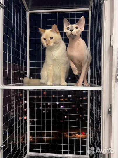 Котобалкончик, Балкончик для кошки на окно