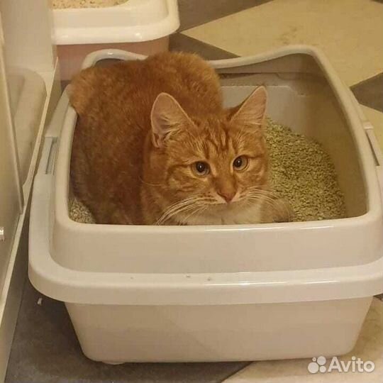 Нала, кошка с изюминкой, в любящую семью