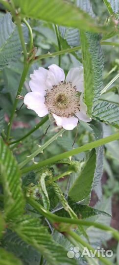 Тибетская малина