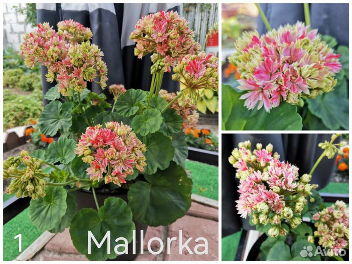 Пеларгонии сортовые