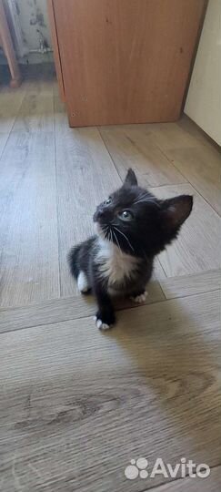 Котята в добрые руки, 1 месяц