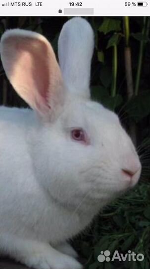 Кролики на развод и на мясо