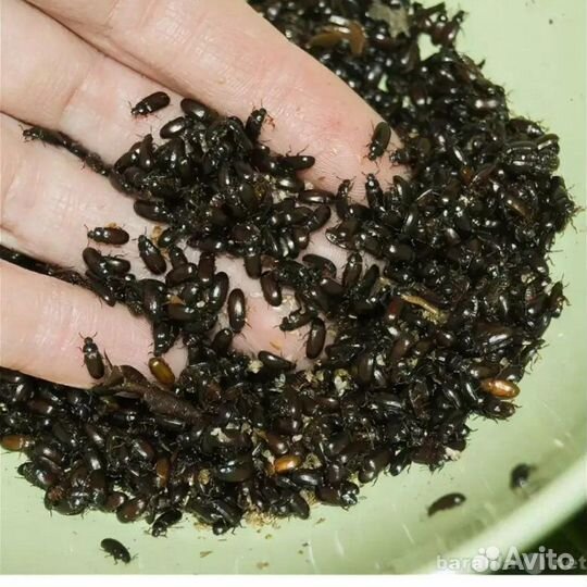 Жук-знахарь (личинки)