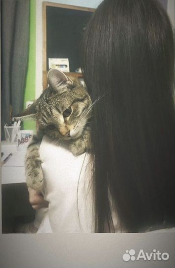 Передержка животных