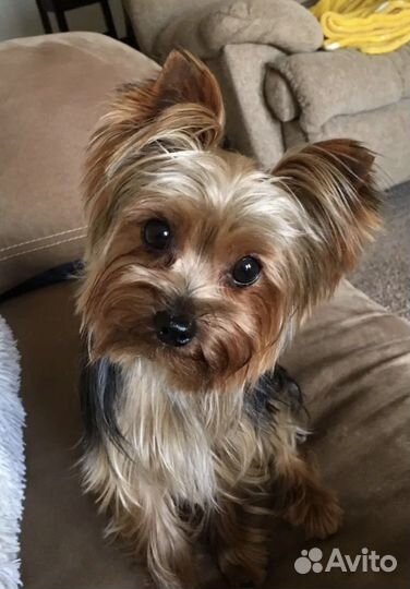 Йоркширский терьер вязка