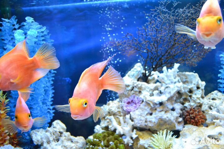 Обслуживание аквариумов