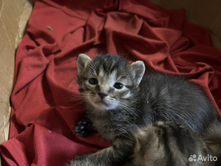 Котята в добрые руки бесплатно