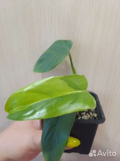 Филодендрон виолин вар/гитара вар