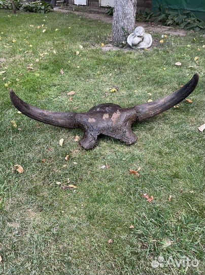 Рога буйвола