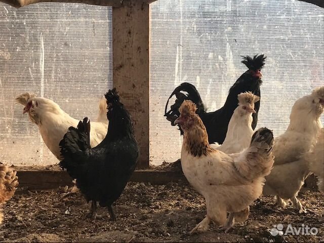 Инкубационное яйцо