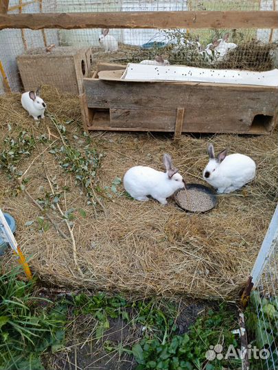 Калифорнийские кролики