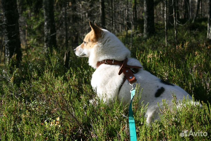 Дуняша ищет семью