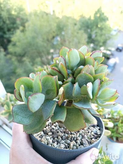 Суккуленты 1