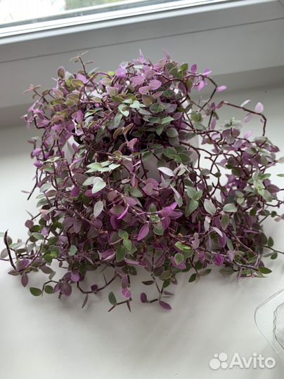 Каллизия розовая